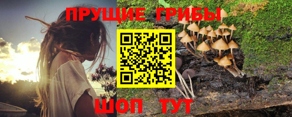 Тольятти  Галлюциногенные грибы Psilocybe  Вход с VPN 